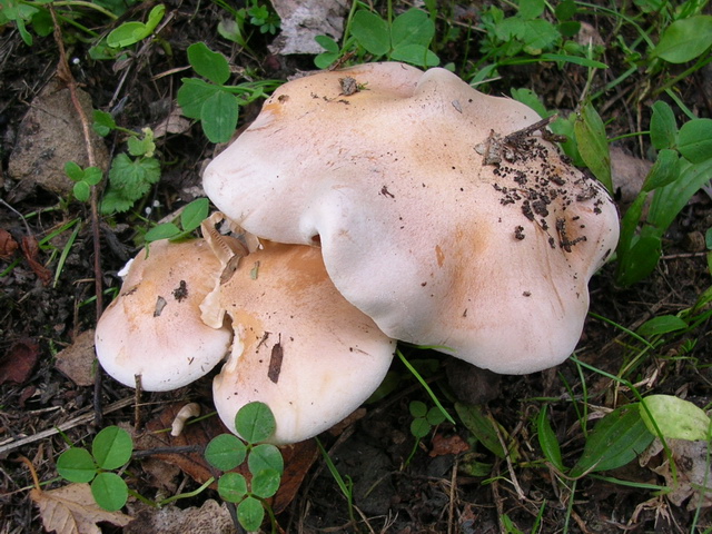 Dubbi su Hebeloma sinapizans